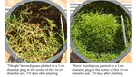 Turf performance and the lifespan of individual grass leaves