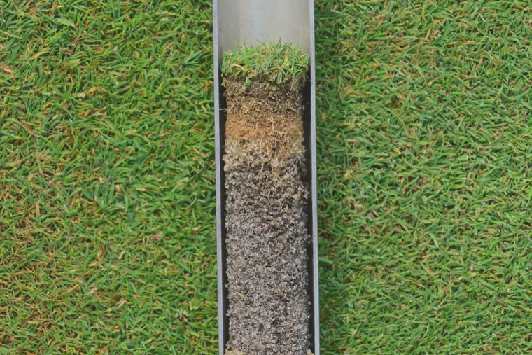 Elevated organic material near the surface of a bentgrass green.