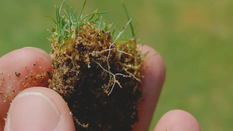 Preventing nutrient deficiencies, and ensuring the grass has enough nutrients, is a fundamental part of turfgrass management.