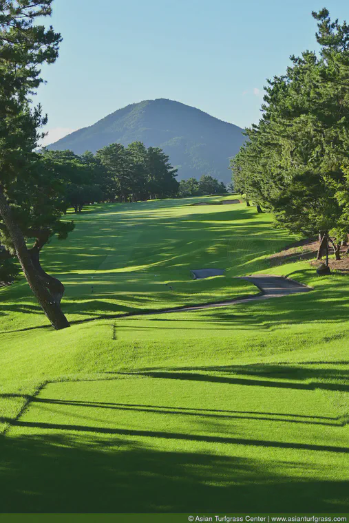 The 16th hole at Keya Golf Club at the end of the rainy season with sunlight shimmering through the pines, July