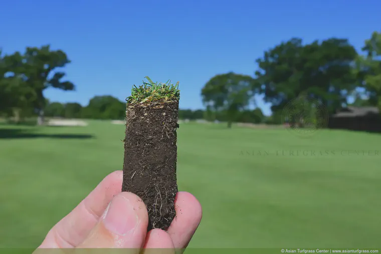 Fairway soil in Chicago, August