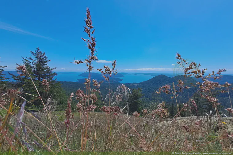 *Poa bulbosa* on a mountain meadow in the San Juan Islands, May