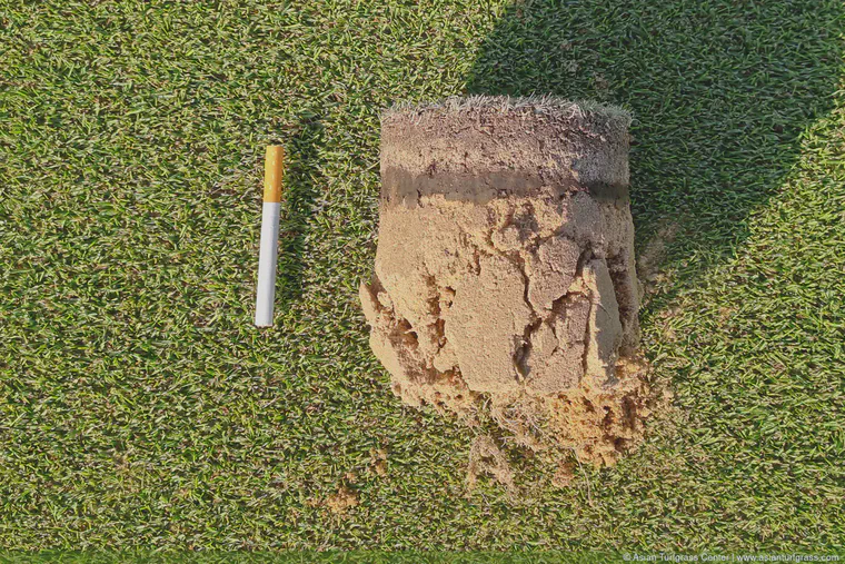 Roots growing through a sod layer, August