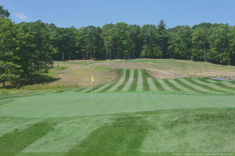 Bentgrass greens at Thousand Acres, August