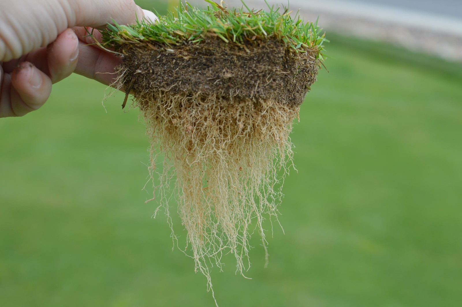 how-i-recommend-fertilizer-nutrient-ratios-asian-turfgrass-center