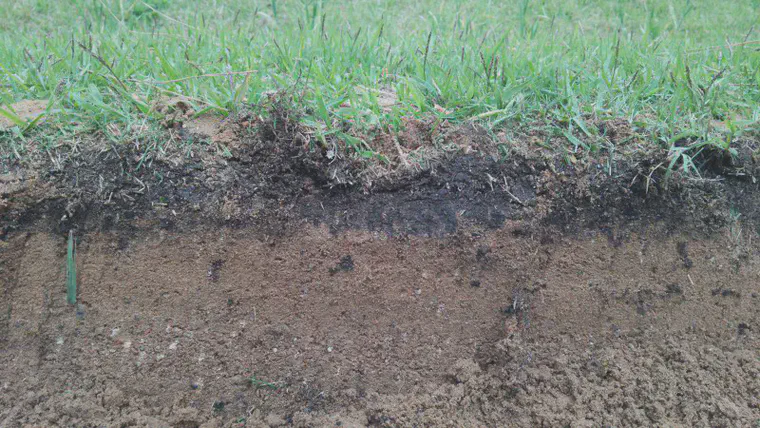 Organic matter accumulation from _Zoysia japonica_ above a sand rootzone in Japan.