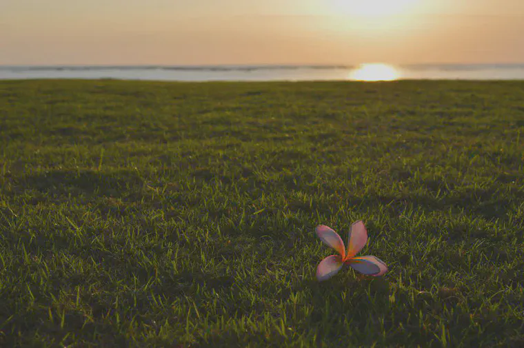 Manilagrass lawn beside the beach in Bali.