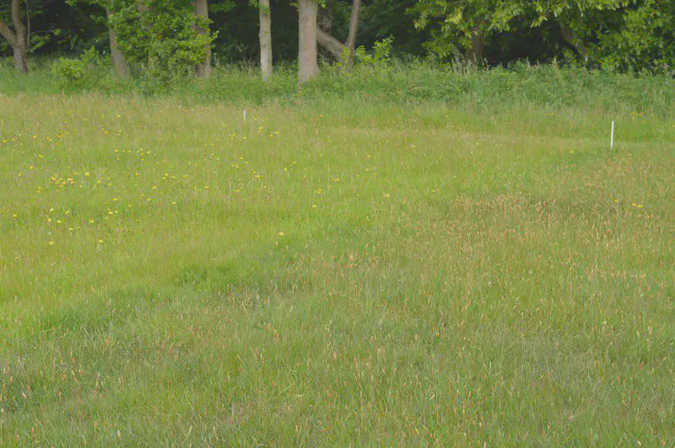 Different species grow where different fertilizers have been applied at the Park Grass experiment in Harpenden, England.