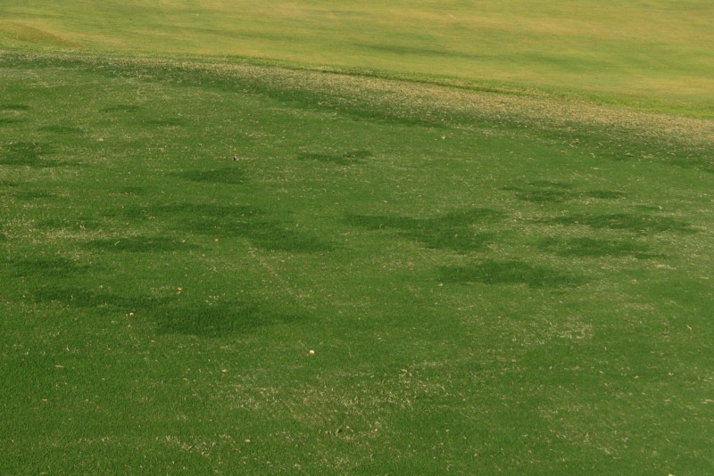 On The Variability Of Hybrid Bermudagrass Used On Putting Greens Asian Turfgrass Center 