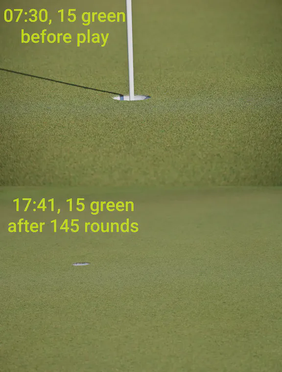 The area around the hole on the 15th green at Keya GC before and after the second round of the KBC Augusta Tournament. The field size was 145. All players had caddies. The korai greens got a double cut at 2.6 mm in the morning followed by a lightweight roll.